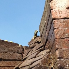 Repositório de sons do Museu do Calango