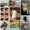 I_♥️_My_Kitties_🐱🐈‍⬛🐈