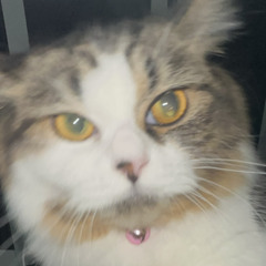 basedcatlover