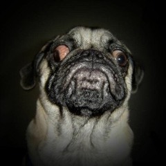 Dognutz