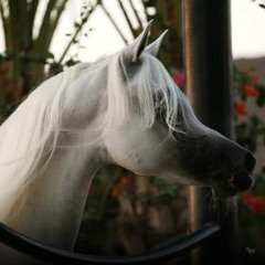 Eman Elmzain