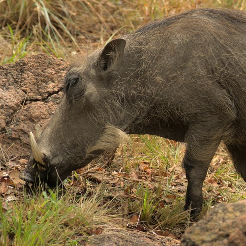 The Divine Comedy - A Lady Of A Certain Age
