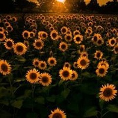 وسام الخضري