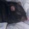 Father Of Rats