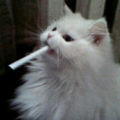 Kitsu