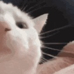 stackoverflow