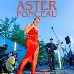 Aster Ponceau