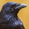 crow