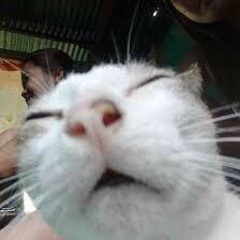 Mew Meow