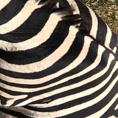 dead zebras