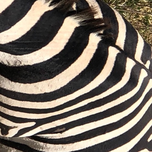 dead zebras’s avatar