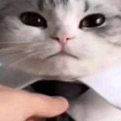 gholzx