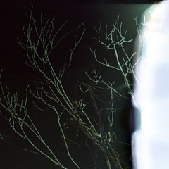 Seven