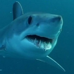 shark