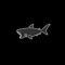 FISH Pop🦈