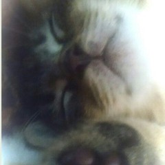 meeowmrrow