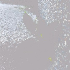 Echoes In Stillness