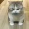hello
