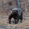 Honeybadger