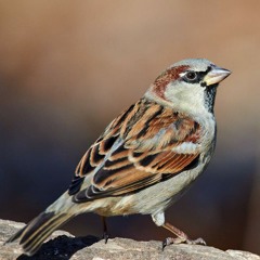 Sparrow