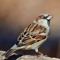 Sparrow