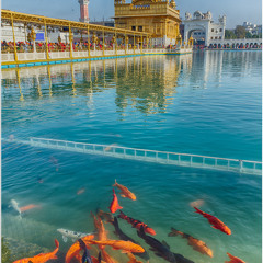 Sachi kaur khalsa