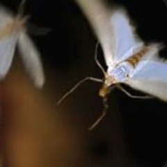 moth