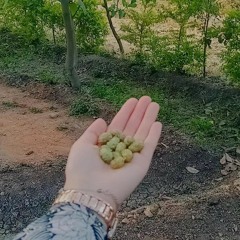 سُندس محمود 🌱