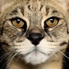 Влад Ковалевский