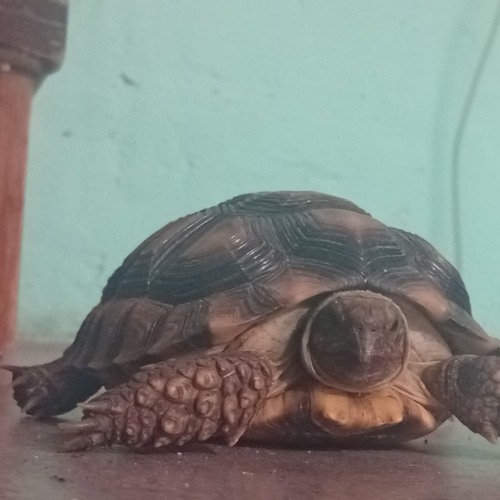 Californication (cover con Juli)