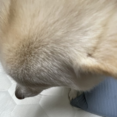 옌