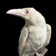 Gangrenous Desiderium