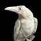 Gangrenous Desiderium