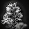 Snapdragon