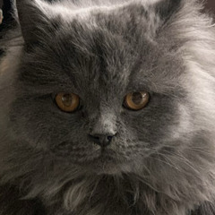 Mohammad Tavakoli 1