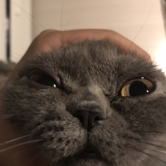 feistl
