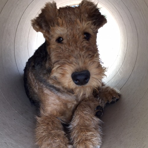 Sweeter Airedales’s avatar