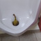 piss_fungus