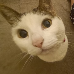 MarfMeow