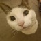 MarfMeow