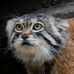 aлиса mануловна