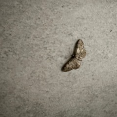 whitebutterflies