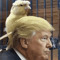 Trump the bird & Trump