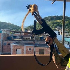 verdadeiro