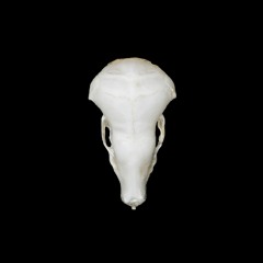 Sketal