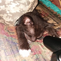 KITTYBOI!
