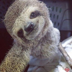 slothsoul