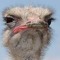 HI-IM-A-OSTRICH-WHAT-ABOUT-YOU??