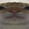 eccodph