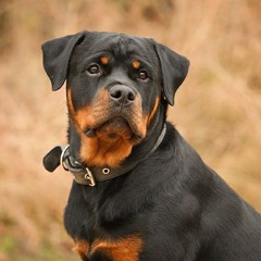 Rottweiler28